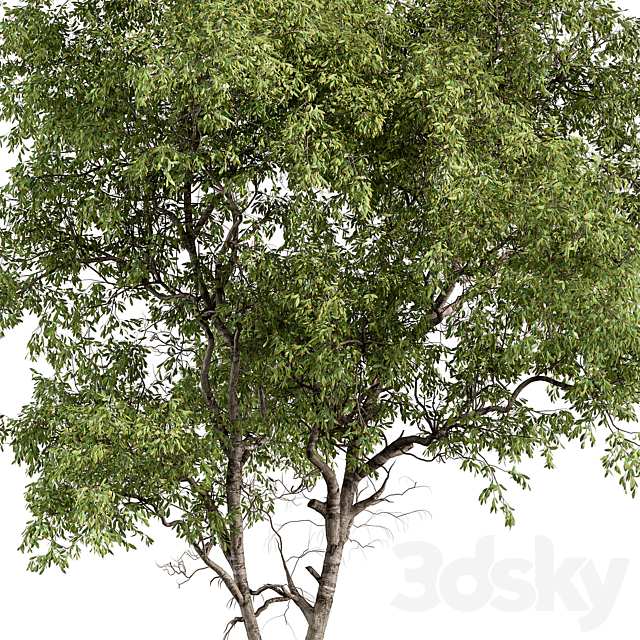 3dsky