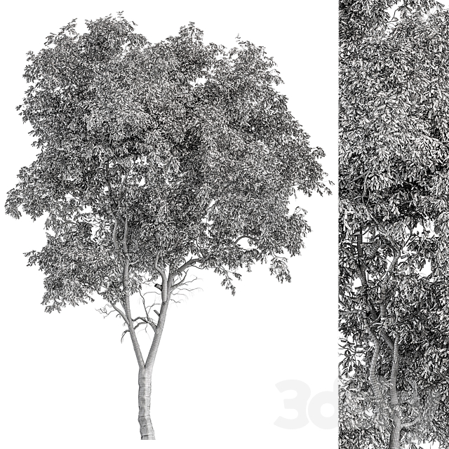 3D Model