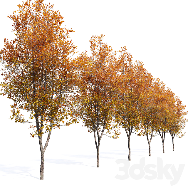 3dsky