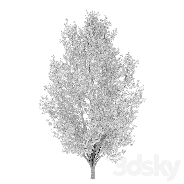3D Model