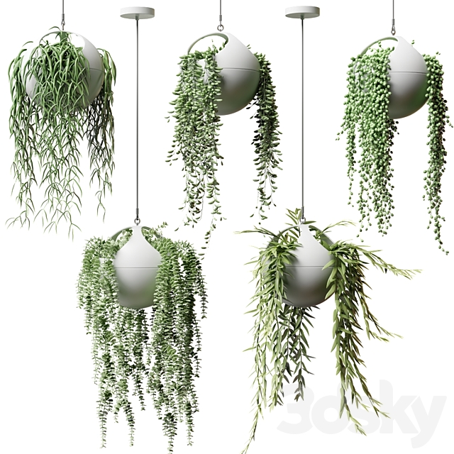 Hanging plants in flower pots | Hanged Plants in spherical hanging planters 3DSMax File - thumbnail 1
