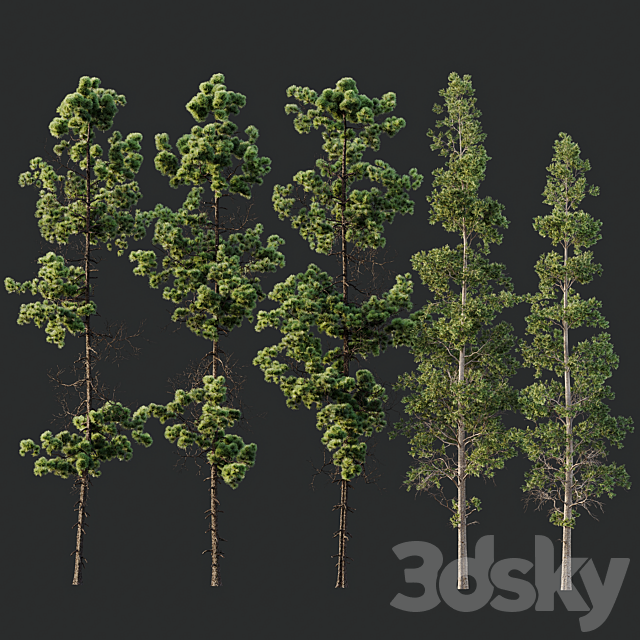 3d