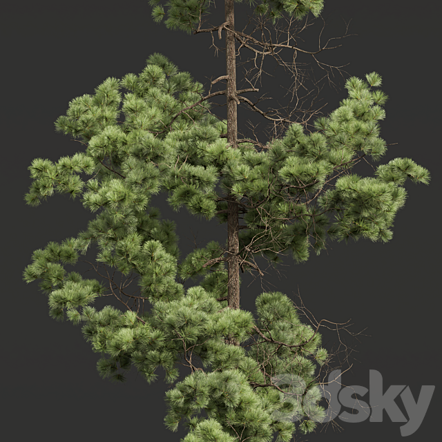 3dsky Free Download