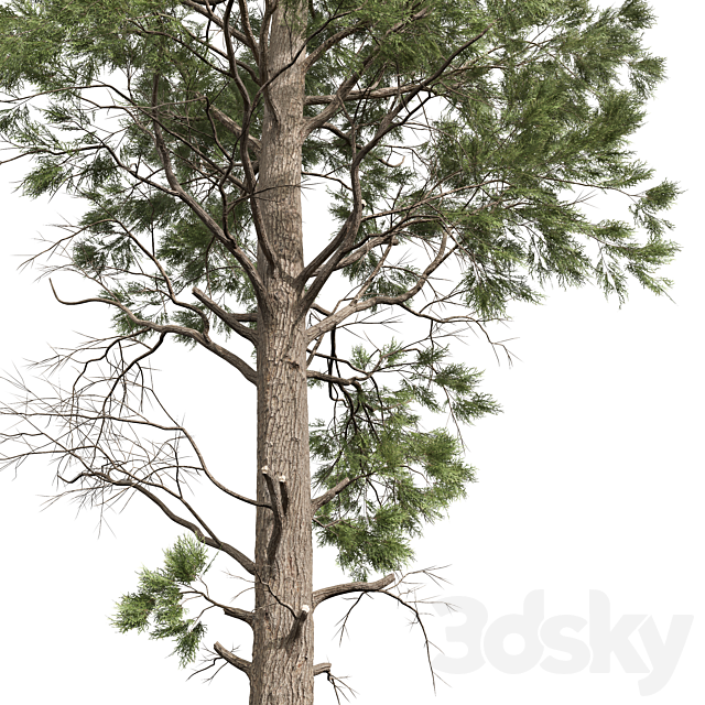 3dsky