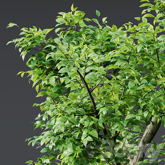 Fagus Grandifolia and Celtis Australis 3DS Max Model - thumbnail 2