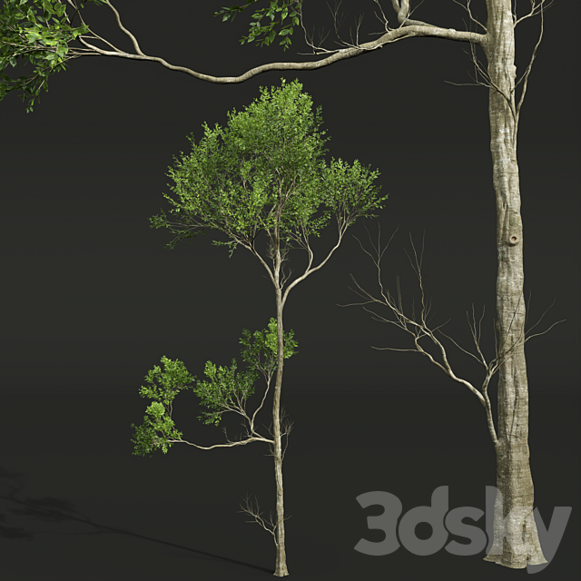 Fagus Grandifolia and Celtis Australis 3DS Max Model - thumbnail 5